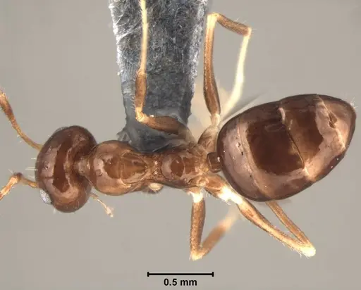 Prenolepis darlena specimen USNMENT00755129 image usnment00755129_1