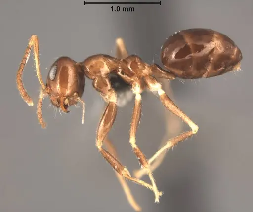 Prenolepis darlena specimen USNMENT00755129 image usnment00755129_3