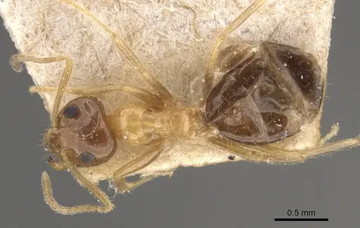 Prenolepis dugasi specimen CASENT0911004 image casent0911004_1