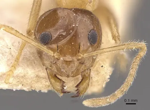 Prenolepis dugasi specimen CASENT0911004 image casent0911004_2
