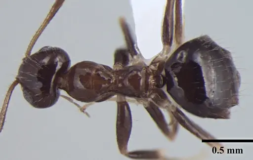 Prenolepis fisheri specimen ANTWEB1008045 image antweb1008045_1