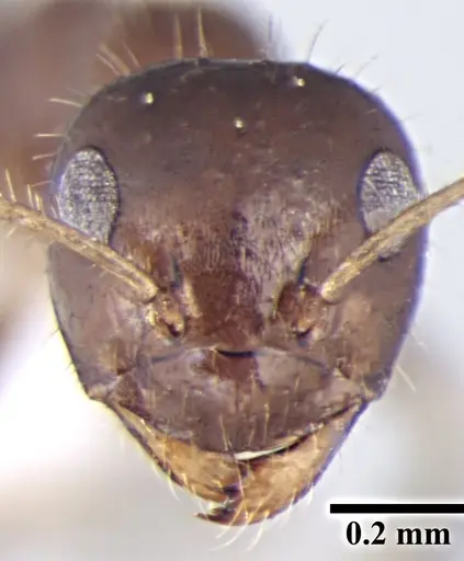 Prenolepis fisheri specimen ANTWEB1008045 image antweb1008045_2