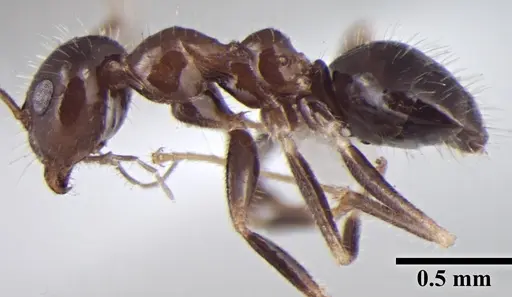 Prenolepis fisheri specimen ANTWEB1008045 image antweb1008045_3