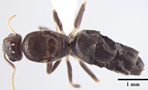 Prenolepis fisheri specimen ANTWEB1008046 image antweb1008046_1