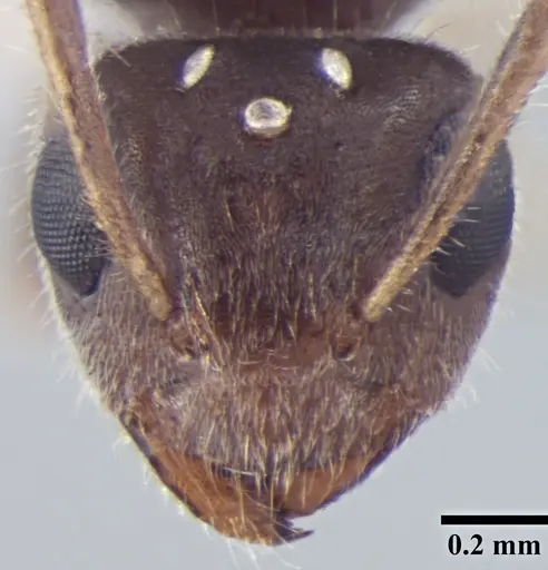 Prenolepis fisheri specimen ANTWEB1008046 image antweb1008046_2