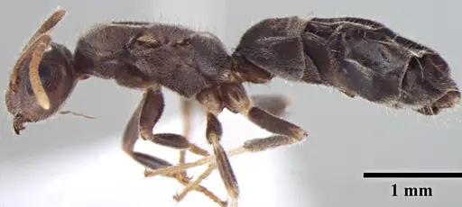 Prenolepis fisheri specimen ANTWEB1008046 image antweb1008046_3