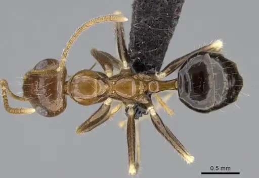 Prenolepis fustinoda specimen CASENT0129291 image casent0129291_1