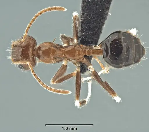 Prenolepis fustinoda specimen CASENT0129291 image casent0129291_2