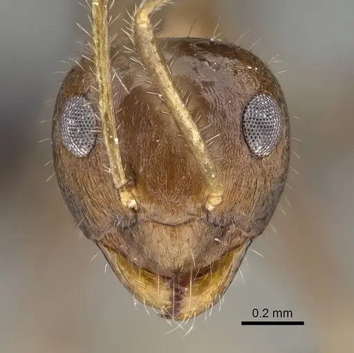 Prenolepis fustinoda specimen CASENT0129291 image casent0129291_3
