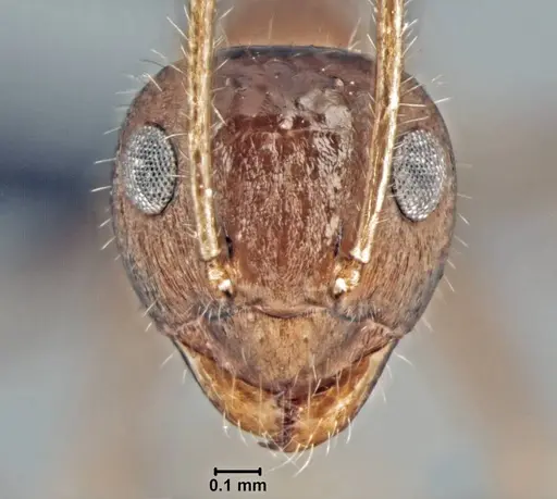 Prenolepis fustinoda specimen CASENT0129291 image casent0129291_4