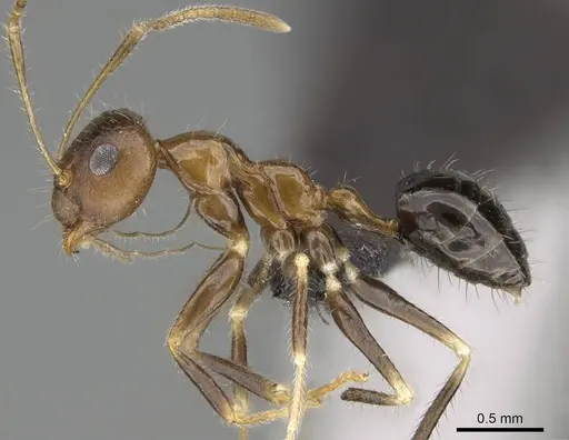 Prenolepis fustinoda specimen CASENT0129291 image casent0129291_5