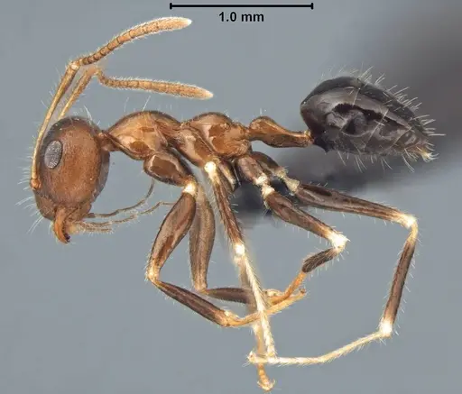 Prenolepis fustinoda specimen CASENT0129291 image casent0129291_6