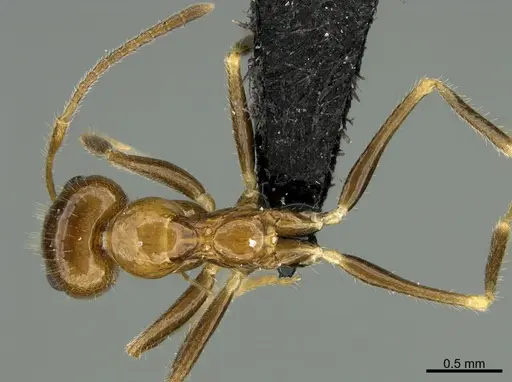 Prenolepis fustinoda specimen CASENT0130207 image casent0130207_1