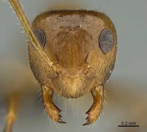 Prenolepis fustinoda specimen CASENT0130207 image casent0130207_2