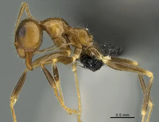 Prenolepis fustinoda specimen CASENT0130207 image casent0130207_3