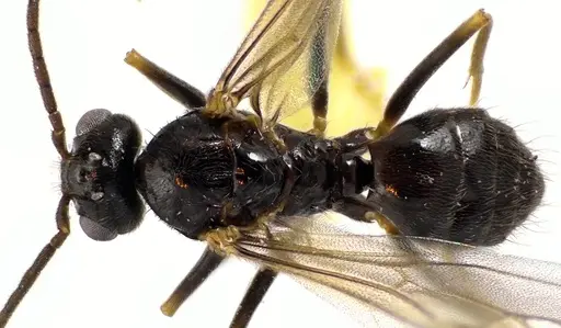 Prenolepis imparis specimen ANTWEB1041592 image antweb1041592_1