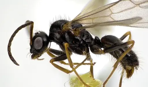 Prenolepis imparis specimen ANTWEB1041592 image antweb1041592_3