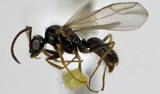 Prenolepis imparis specimen ANTWEB1041592 image antweb1041592_4