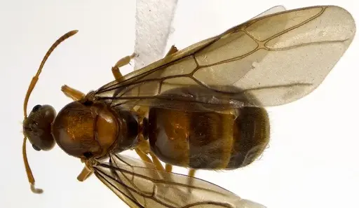 Prenolepis imparis specimen ANTWEB1041593 image antweb1041593_1