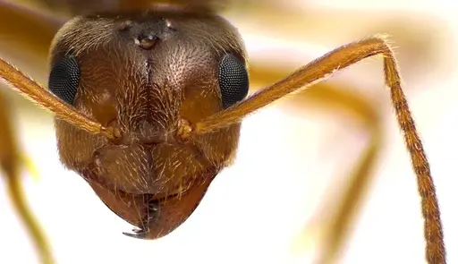 Prenolepis imparis specimen ANTWEB1041593 image antweb1041593_2