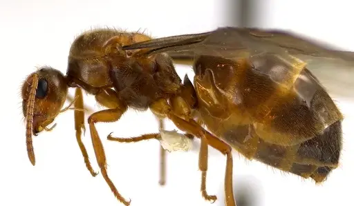 Prenolepis imparis specimen ANTWEB1041593 image antweb1041593_3