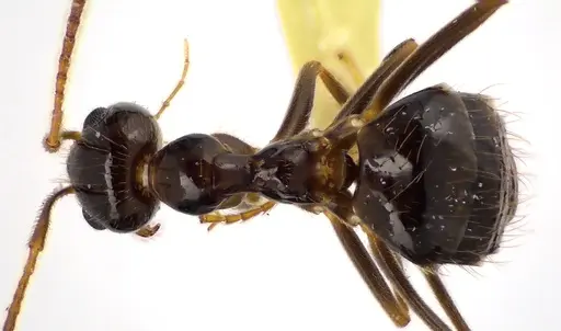 Prenolepis imparis specimen ANTWEB1041609 image antweb1041609_1