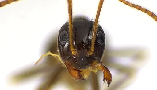 Prenolepis imparis specimen ANTWEB1041609 image antweb1041609_2