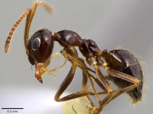 Prenolepis imparis specimen ANTWEB1041609 image antweb1041609_3
