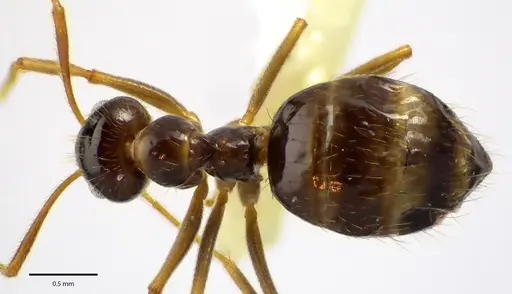Prenolepis imparis specimen ANTWEB1041689 image antweb1041689_1