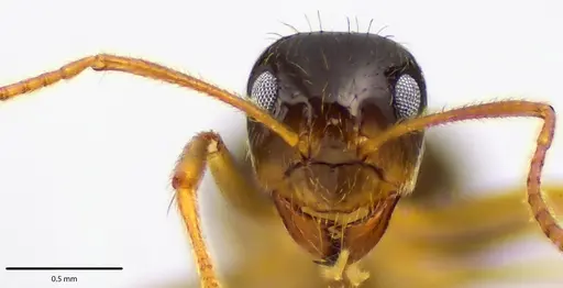 Prenolepis imparis specimen ANTWEB1041689 image antweb1041689_2