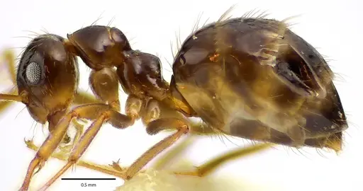 Prenolepis imparis specimen ANTWEB1041689 image antweb1041689_3