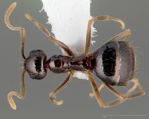 Prenolepis imparis specimen CASENT0005429 image casent0005429_1