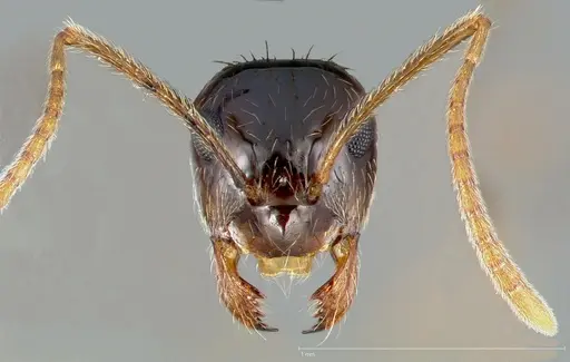 Prenolepis imparis specimen CASENT0005429 image casent0005429_2