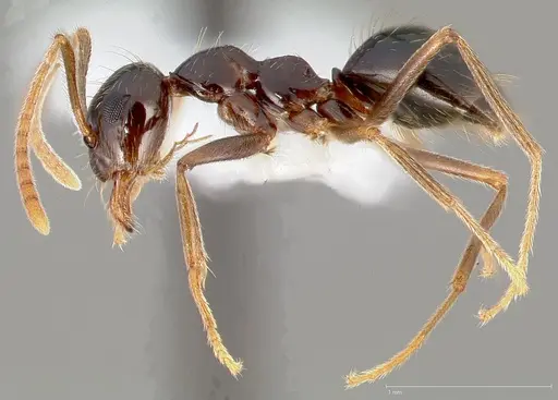 Prenolepis imparis specimen CASENT0005429 image casent0005429_3