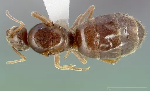 Prenolepis imparis specimen CASENT0005432 image casent0005432_1