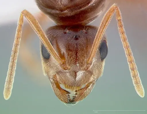 Prenolepis imparis specimen CASENT0005432 image casent0005432_2