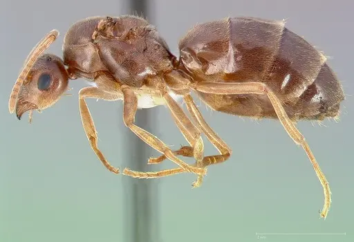 Prenolepis imparis specimen CASENT0005432 image casent0005432_3