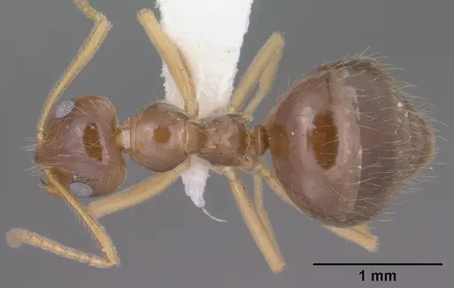 Prenolepis imparis specimen CASENT0102823 image casent0102823_1