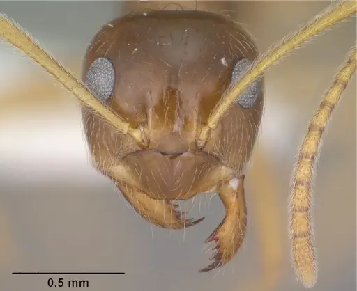 Prenolepis imparis specimen CASENT0102823 image casent0102823_2