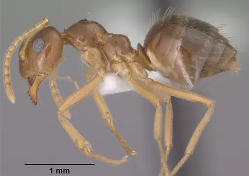 Prenolepis imparis specimen CASENT0102823 image casent0102823_3