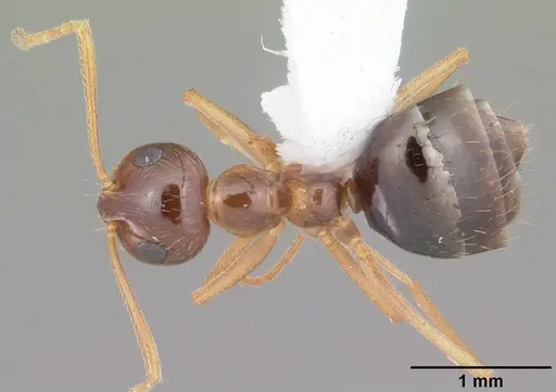 Prenolepis imparis specimen CASENT0103873 image casent0103873_1