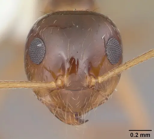 Prenolepis imparis specimen CASENT0103873 image casent0103873_2