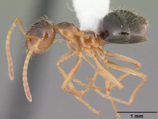 Prenolepis imparis specimen CASENT0103873 image casent0103873_3