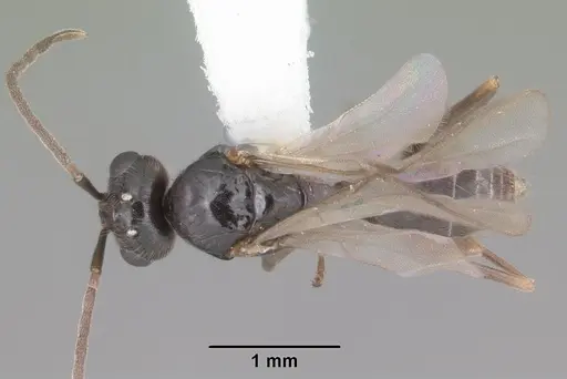 Prenolepis imparis specimen CASENT0104433 image casent0104433_1