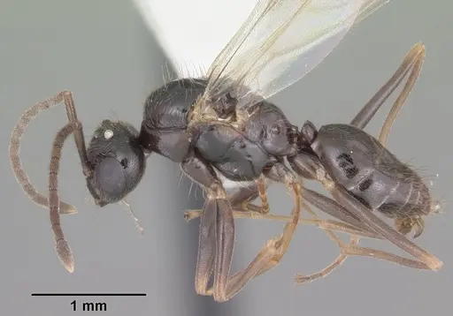 Prenolepis imparis specimen CASENT0104433 image casent0104433_3