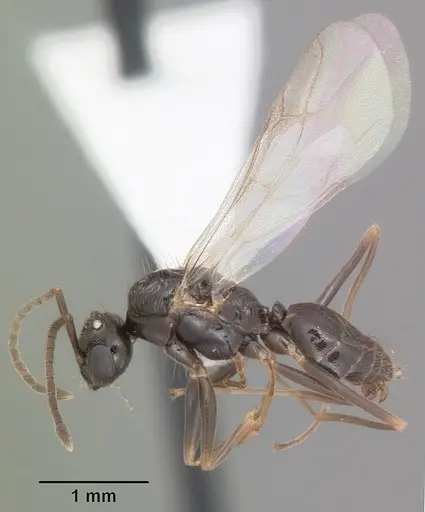 Prenolepis imparis specimen CASENT0104433 image casent0104433_4