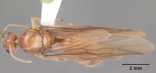 Prenolepis imparis specimen CASENT0104434 image casent0104434_1