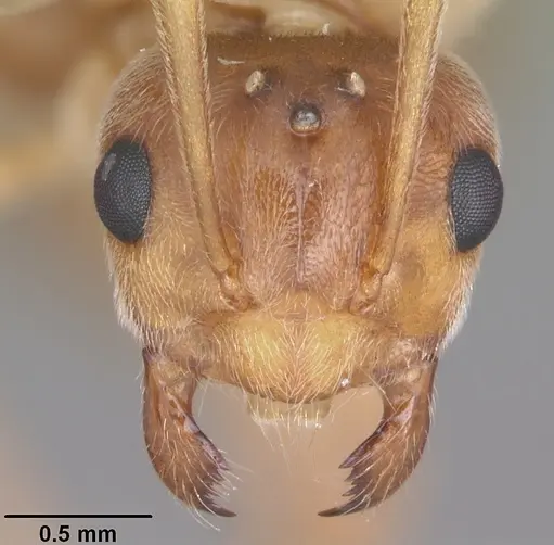 Prenolepis imparis specimen CASENT0104434 image casent0104434_2