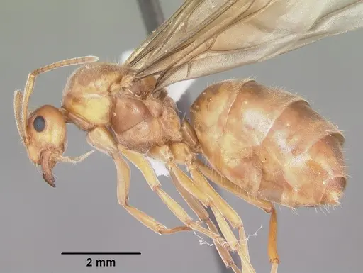 Prenolepis imparis specimen CASENT0104434 image casent0104434_3