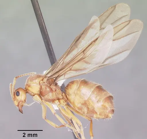 Prenolepis imparis specimen CASENT0104434 image casent0104434_4
